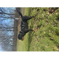 IQ Performance Pro - Cobra, Sele