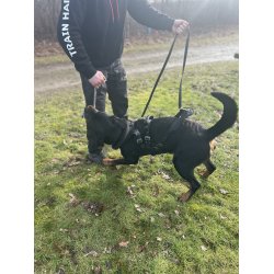 IQ Performance Pro - Cobra, Sele