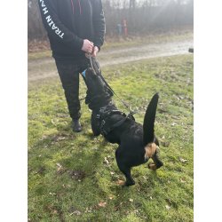 IQ Performance Pro - Cobra, Sele