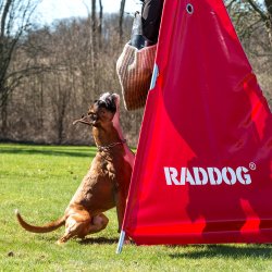 RADDOG Sk�rm