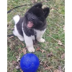 Jolly Pets Bounce N Play