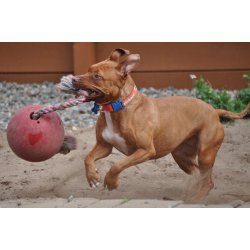 Jolly Pets Romp N Roll